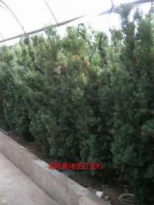 曼地亚红豆杉十四年树