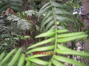 南方红豆杉雌树