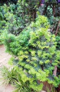 盆栽红豆杉