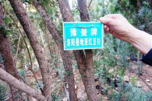 红豆杉 (90)